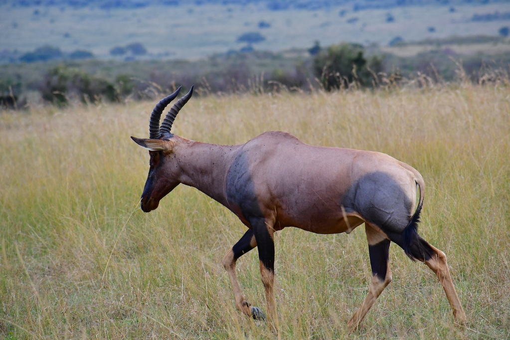 Masai Mara Nat. Reserve